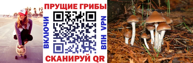Галлюциногенные грибы Psilocybine cubensis  Купить где  Искитим 